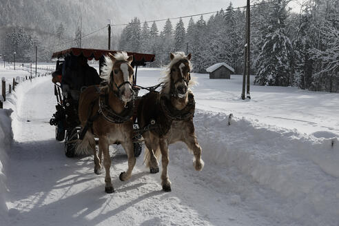 Zwei Pferde traben mit einer Kutsche durch die Winterlandschaft