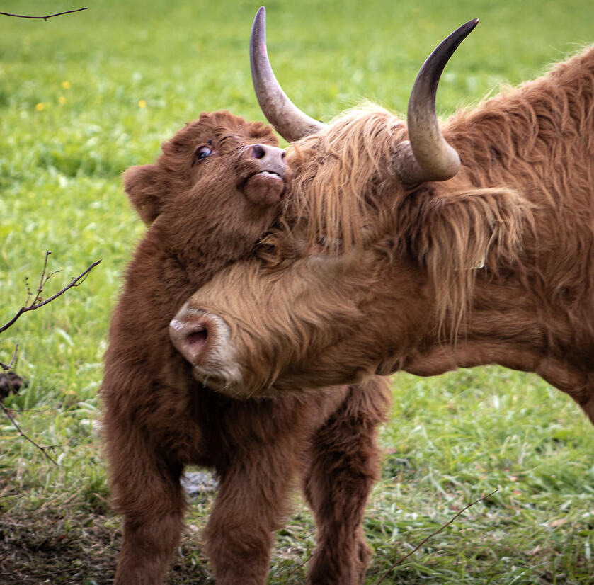 Tiere am Hotel mit Bauernhof Grosslehen in Tirol
